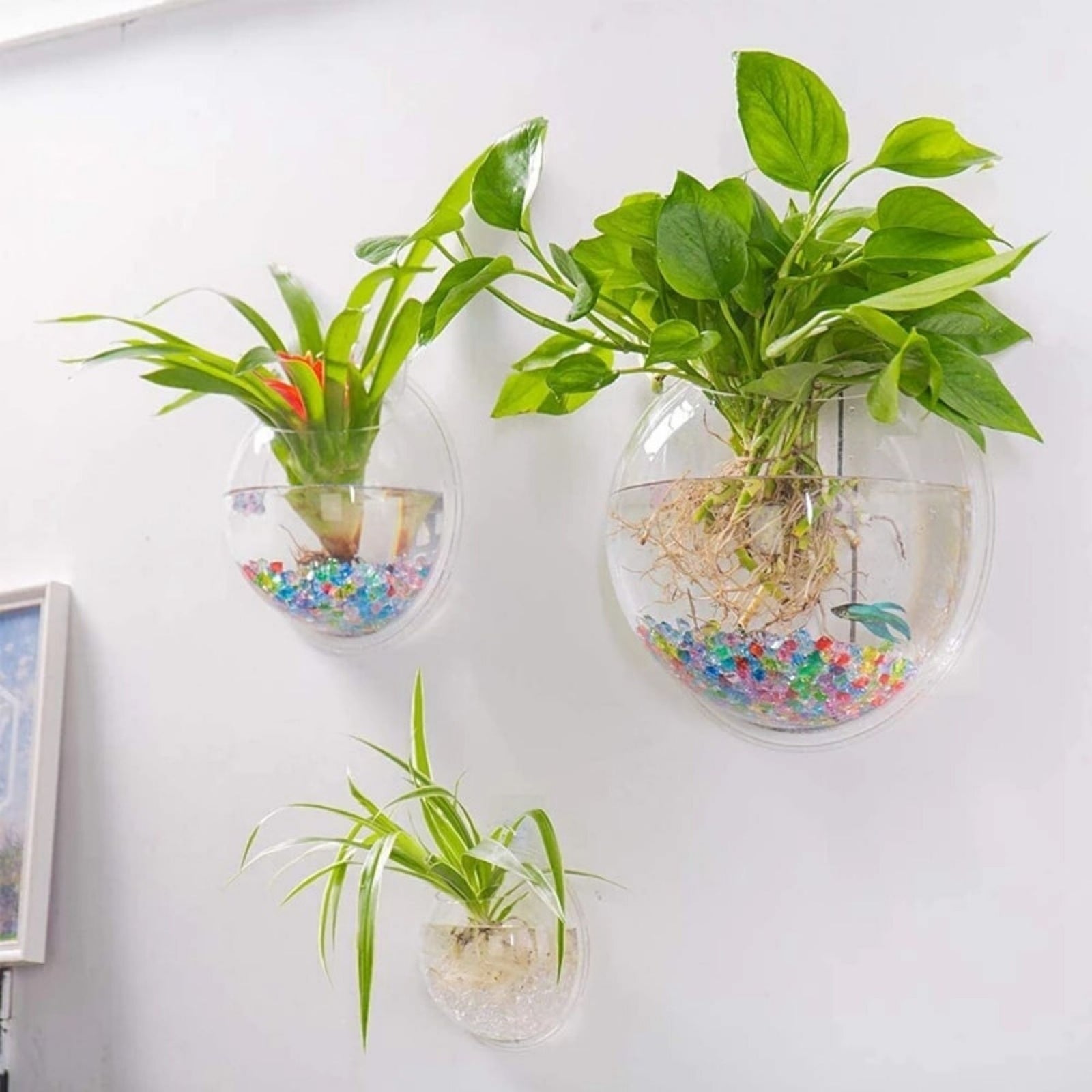 Deluxe Wall Planter | Plant Aquarium - ESSENTIAL STOCKIST Size 33cm = 6.25L / Transparent ESSENTIAL STOCKIST